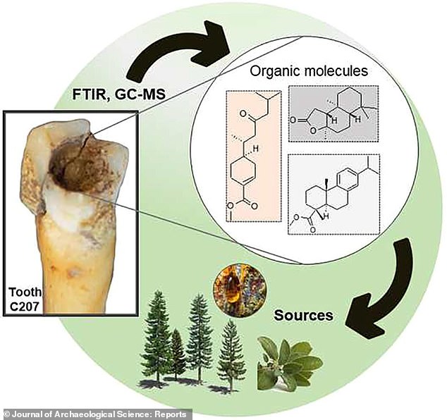 Researchers identified 150 organic molecules that are commonly found in plant resins in the samples, used for their water-repelling and glue-like properties