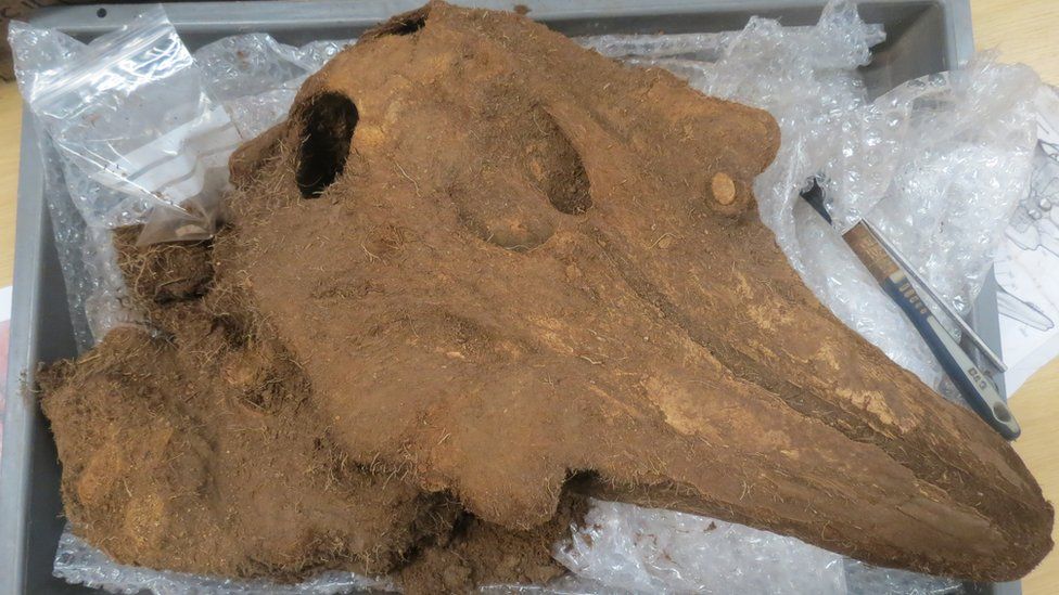 Guernsey's medieval 'Porpoise grave' remains a mystery - BBC News