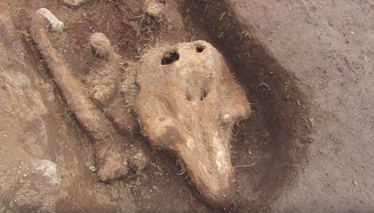 Found: A Mysterious Medieval Grave Full of Porpoise Bones - Atlas Obscura
