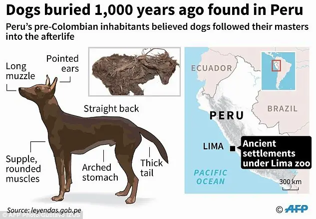 An illustration depicts the sacrificed Ichma dogs, often found with ropes around their necks, showing signs of slit throats or strangulation wounds