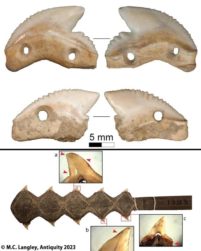 7,000-Year-Old Shark-Tooth Knives Uncover the Hidden Craftsmanship of the Toalean Culture