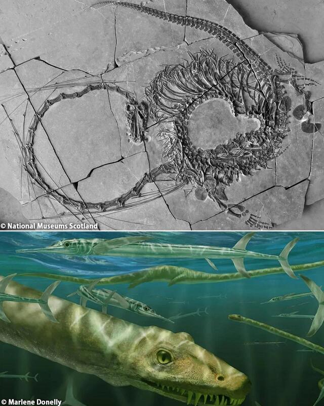 Unearthing the Mysteries of Dinocephalosaurus: A Fearsome Marine Predator From 240 Million Years Ago
