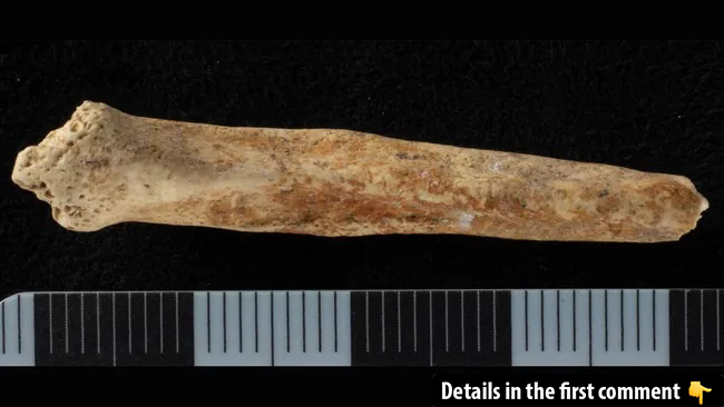 The baculum, or dog penis bone, was found stained red by a specific type of clay, suggesting a deliberate ritualistic purpose, researchers noted. (Green, 2024, Oxford Journal of Archaeology)