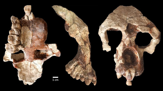 Anadoluvius turkae, a newly identified ancestor of both apes and humans, offers fascinating insights into our evolutionary history. (Credit: Sevim-Erol, A., Begun, D.R., Sözer, Ç.S. et al., University of Toronto, EurekAlert)