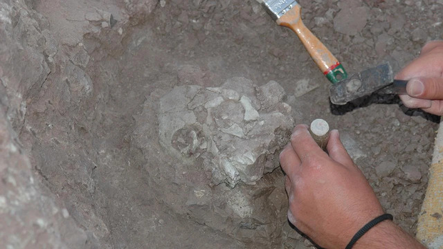 The fossil of Anadoluvius turkae was unearthed during a groundbreaking excavation in Turkey, revealing vital clues about early human ancestry. (Credit: Ayla Sevim-Erol, University of Toronto, EurekAlert)