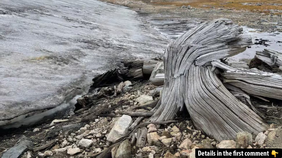 Researchers discovered ancient whitebark pine wood beneath a melting ice patch in the Wyoming Rocky Mountains, revealing that a forest once thrived above the treeline between 5,950 and 5,440 years ago. (Daniel Stahle/Montana State University)