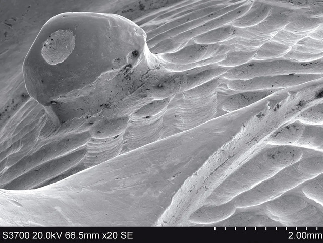 Another electron microscope view captures a different terminal from the ‘Great Torc.’