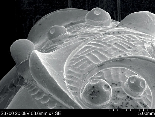 Electron microscope images of one terminal from the ‘Great Torc’ show how its raised decorative elements have been softly polished.