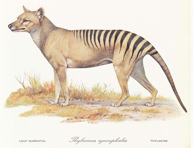 A haunting reminder of what was lost—the enigmatic thylacine, once the apex predator of Tasmania, now only survives in stories and photographs.