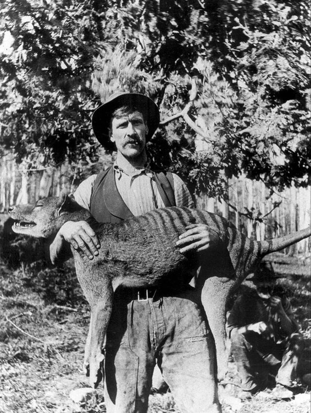 A hunter poses with a recently killed thylacine in Tasmania, 1925—a haunting image of a species driven to extinction.