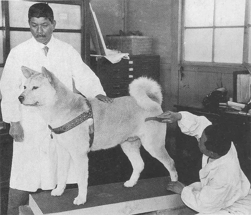 A lifelike stuffed replica of Hachikō, preserved and displayed at the National Science Museum of Japan in Ueno, Tokyo.