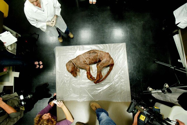 A preserved thylacine specimen on display at the National Museum of Australia in Canberra, 2005—a chilling testament to extinction.