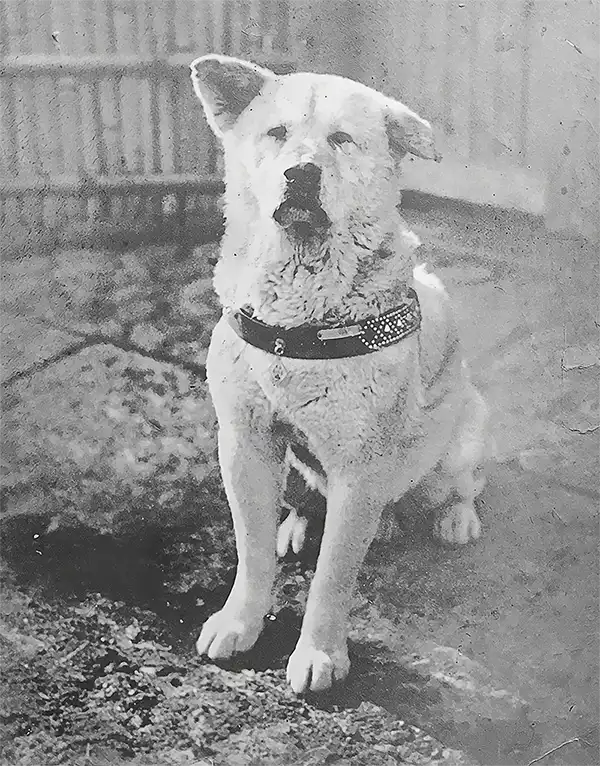 A rare glimpse of Hachikō in 1934, still faithfully holding his daily vigil.