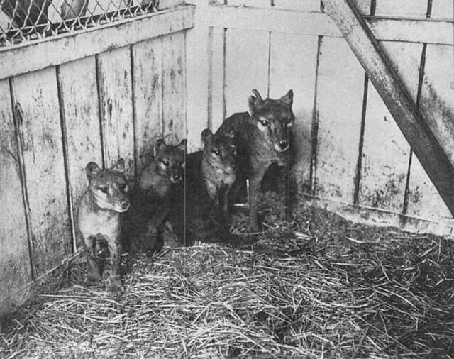 A rare sight: an adult thylacine with three young cubs at Hobart Zoo in 1909, offering a glimpse into a world that would soon be lost forever.