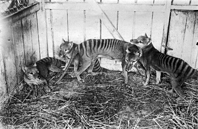 A thylacine family at Hobart Zoo, 1910—one of the last known images of this elusive predator in a controlled environment.