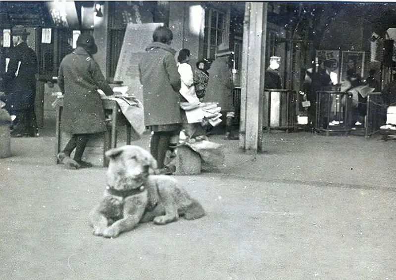Hachikō waiting at the train station, a testament to his loyalty that captured the hearts of many.