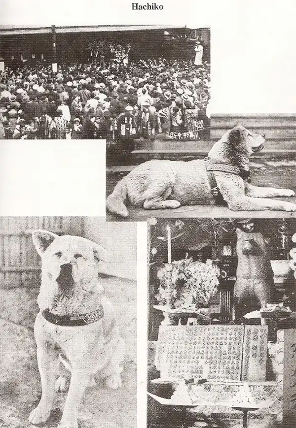 Hachikō’s story made headlines, with his photos frequently appearing in local newspapers, spreading his legacy of devotion.