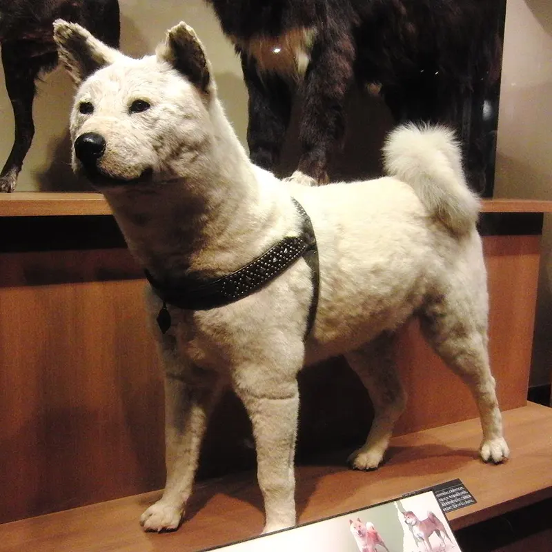 Hachikō’s taxidermied fur, carefully exhibited at the National Museum of Nature and Science in Ueno, ensuring his legacy endures.