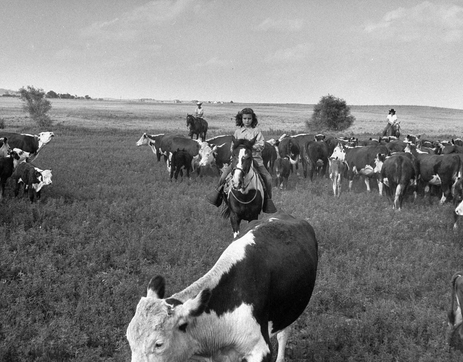 Oklahoma’s young wrangler – Kathleen Hudson, a member of the Junior Riding and Roping Club, rounding up cattle in 1948.