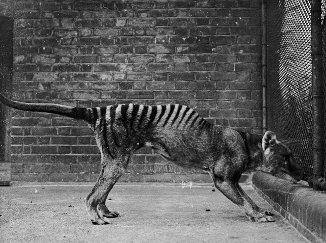 Once roaming freely across Tasmania, New Guinea, and mainland Australia, the thylacine was a unique predator lost to history.