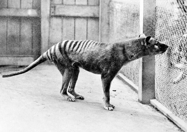 One of the last Tasmanian tigers in captivity, photographed at Hobart Zoo in 1933—an eerie reminder of a species on the brink of extinction.