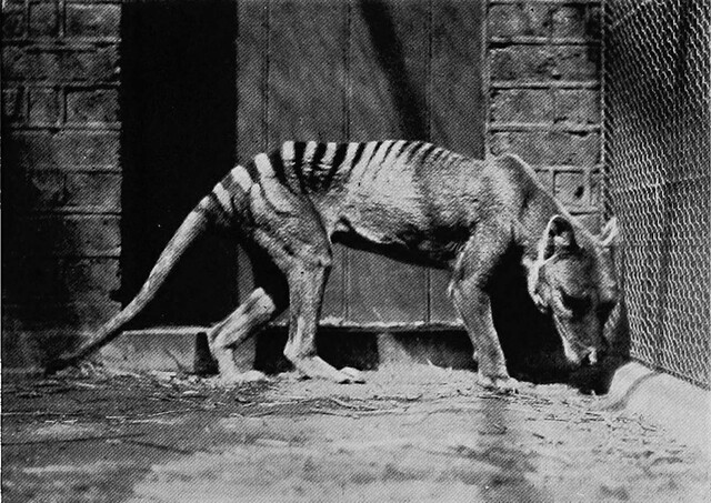 The final confirmed thylacine was captured in Tasmania in 1933, marking the end of a species that had already vanished from the mainland centuries earlier.