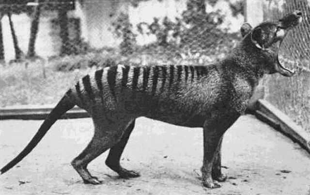 The last known thylacine in captivity lets out a massive yawn at Hobart Zoo in 1933. This remarkable species could stretch its jaws open up to an astonishing 80 degrees.