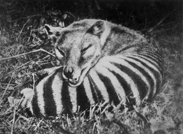 While government-sponsored bounty hunting played a major role in their extinction, other factors—disease, habitat destruction, and the introduction of dogs—also contributed to the species’ tragic demise.