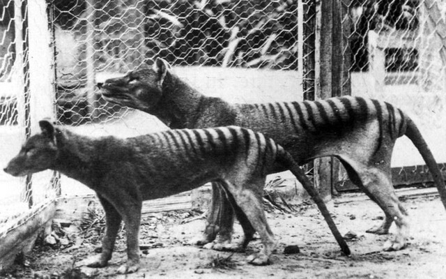 While the thylacine had already disappeared from mainland Australia before British colonization, it managed to survive in Tasmania alongside other rare species like the Tasmanian devil.