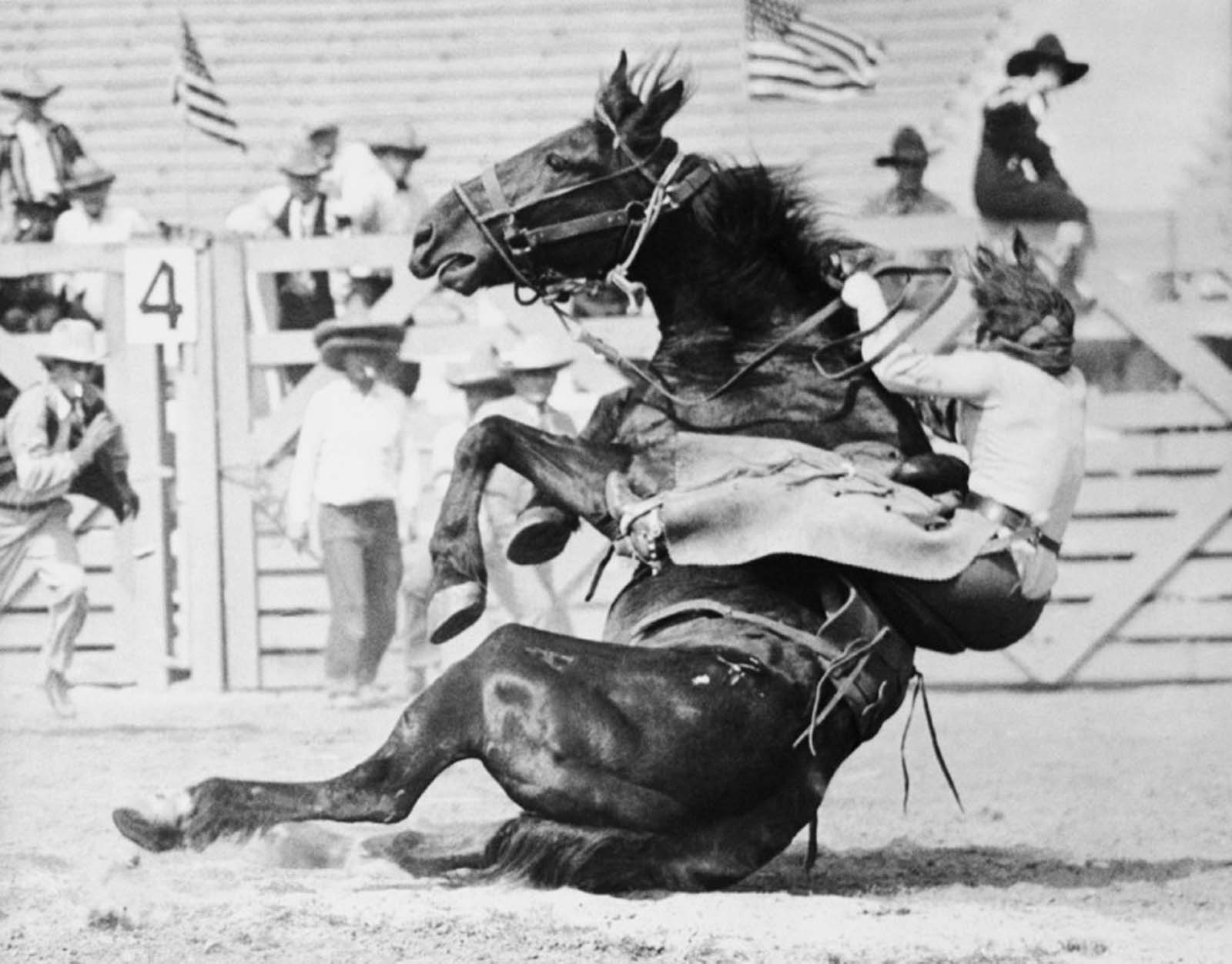 Wild rides and rodeo glory – Trick rider Fox Hastings is thrown by Undertow, one of the toughest horses of the Los Angeles Rodeo, 1920s.