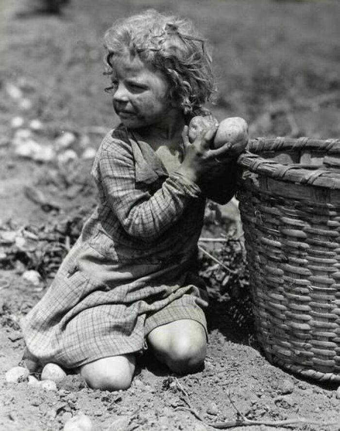 A four-year-old helping her family with potato harvesting, 1931.