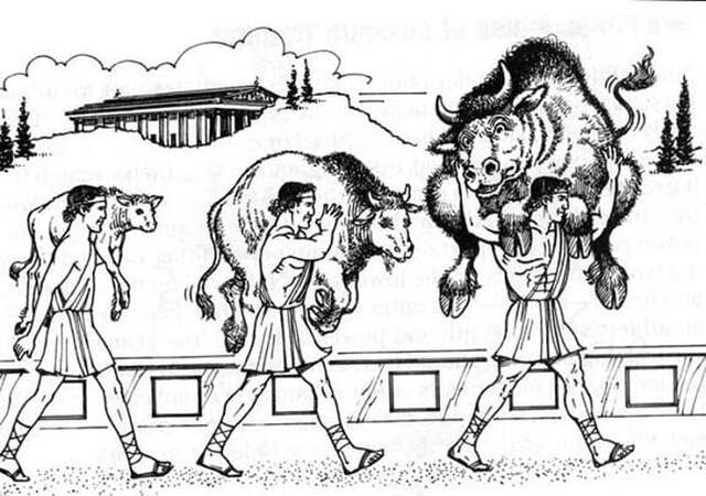 Illustration of Greek athletes carrying bulls – A vintage drawing depicting ancient Greek wrestlers training with bulls, inspired by the legendary Milo.